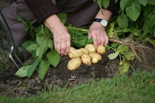 Картофель «гала»: описание сорта, особенности выращивания, его характеристики, фото