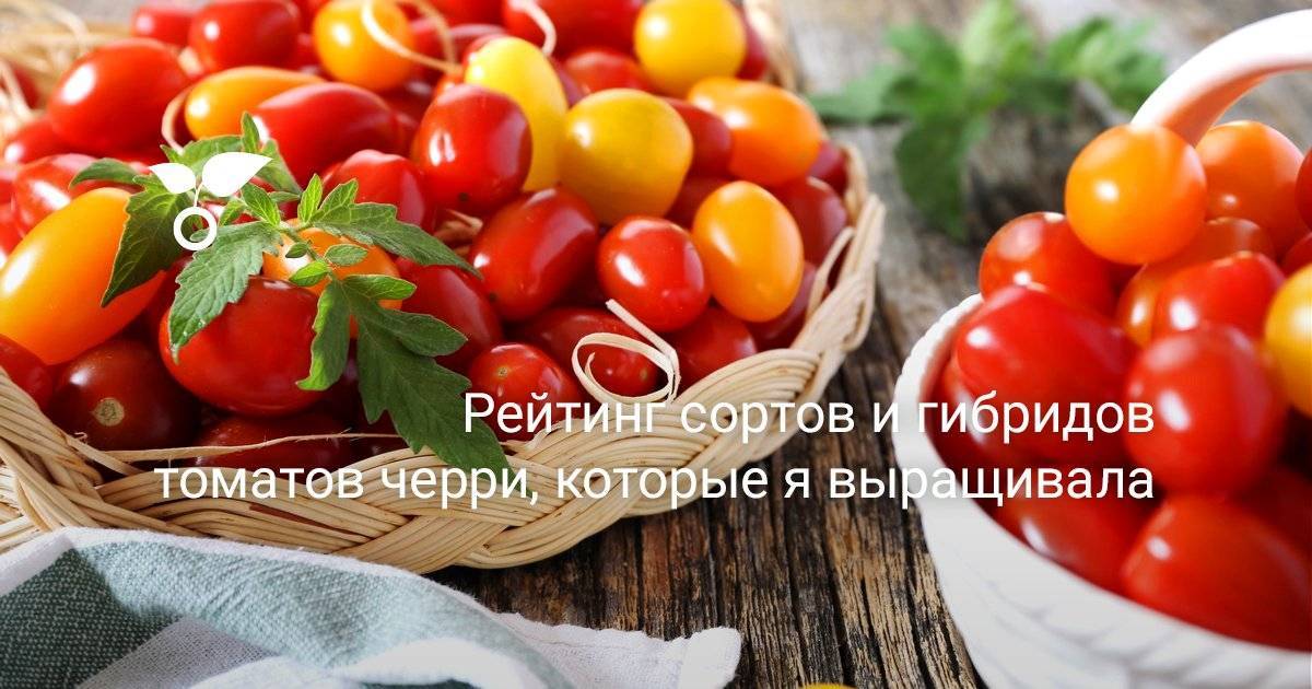 Описание и особенности выращивания томата «весенний хоровод»