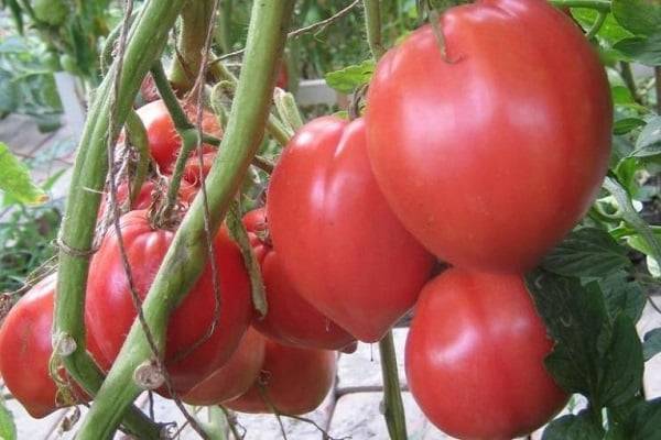 Томат гордость сибири: описание скороспелого сорта крупных помидоров