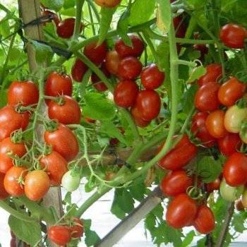 Описание сорта томата Намиб, особенности выращивания и ухода