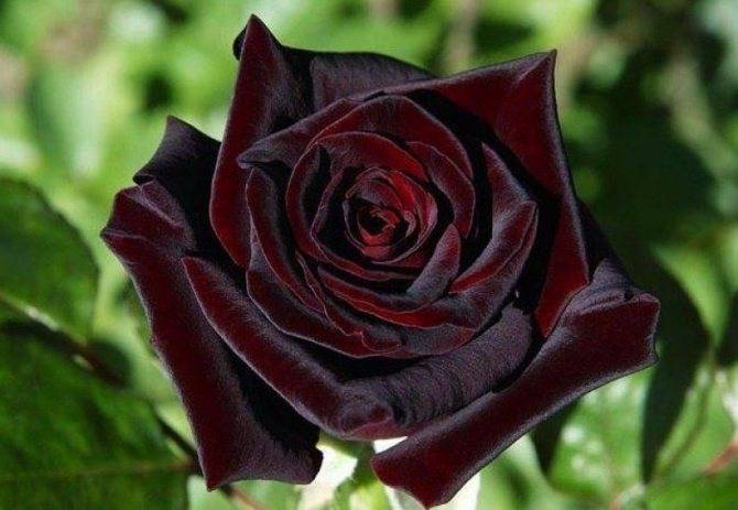 Названия и описания цветов розы с фото