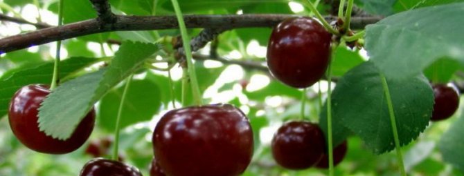 Лучшие сорта вишни для средней полосы России, самоплодные, ранние и низкорослые