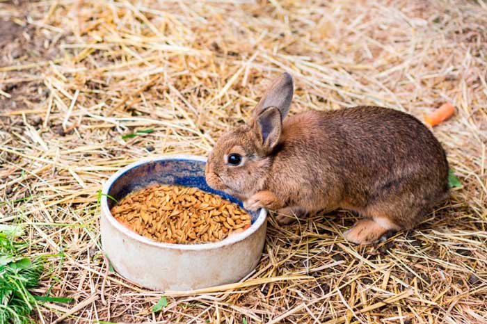 Чем и сколько раз в день кормить кроликов