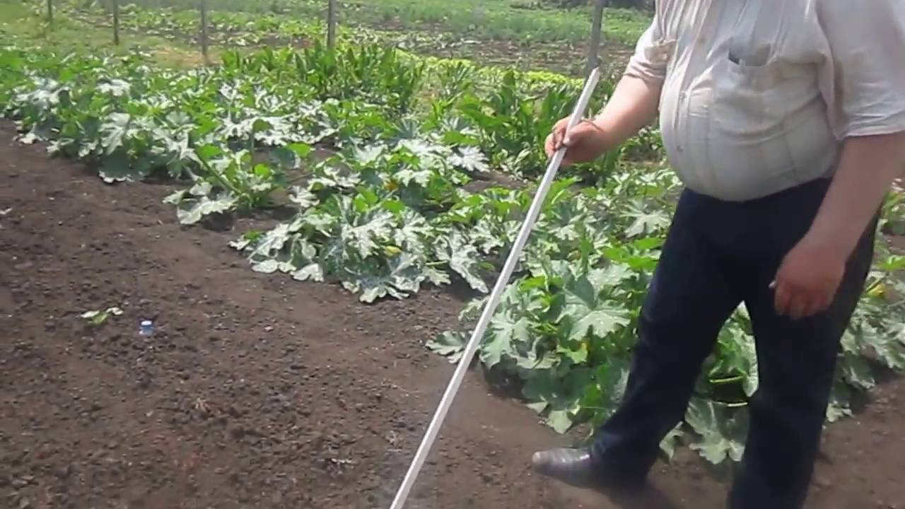 Выращивание арбуза в тепличных условиях
