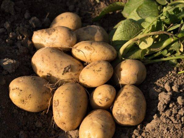 Картофель чародей: фото, описание сорта, выращивание и уход