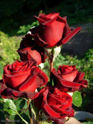Роза черная магия, фото цветка, и его описание, советы по уходу