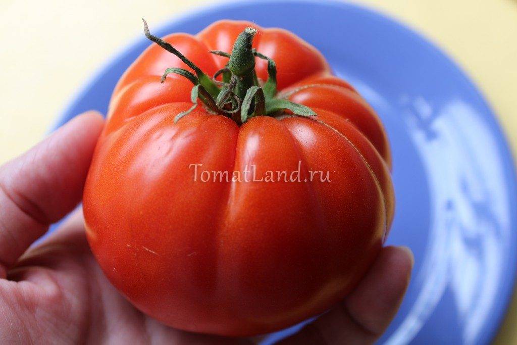 Сорта томатов с фото и описанием для средней полосы