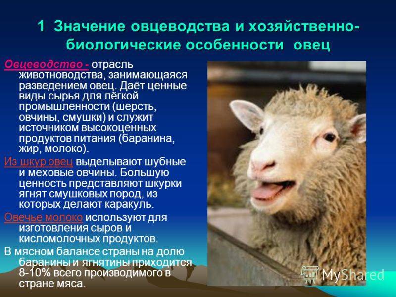 Особенности овцеводства в разных регионах россии и мире в 2020 году