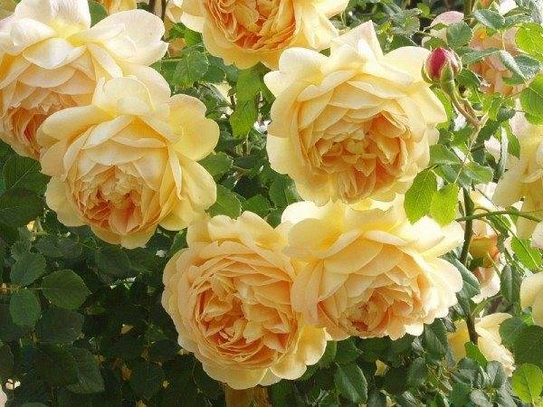 Розы для начинающих садоводов: 10 популярных сортов