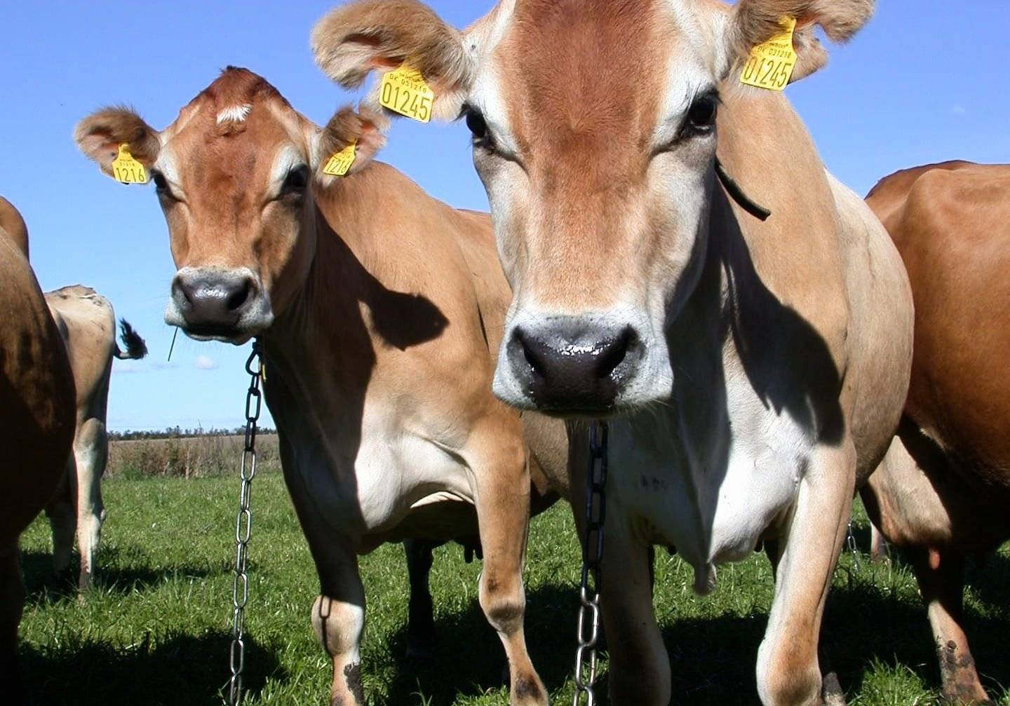 Мясомолочные коровы: отличительные характеристики, список самых популярных пород