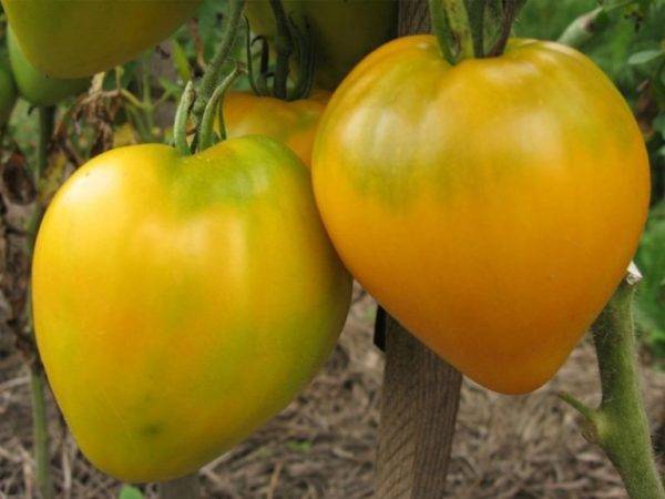 Обзор сорта томатов король сибири – достойная новинка