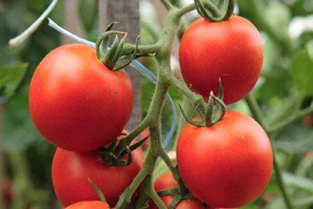 Описание сорта томата хурма и особенности выращивания