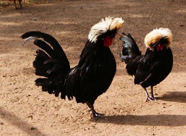 Голландская белохохлая курица: характеристика и описание породы