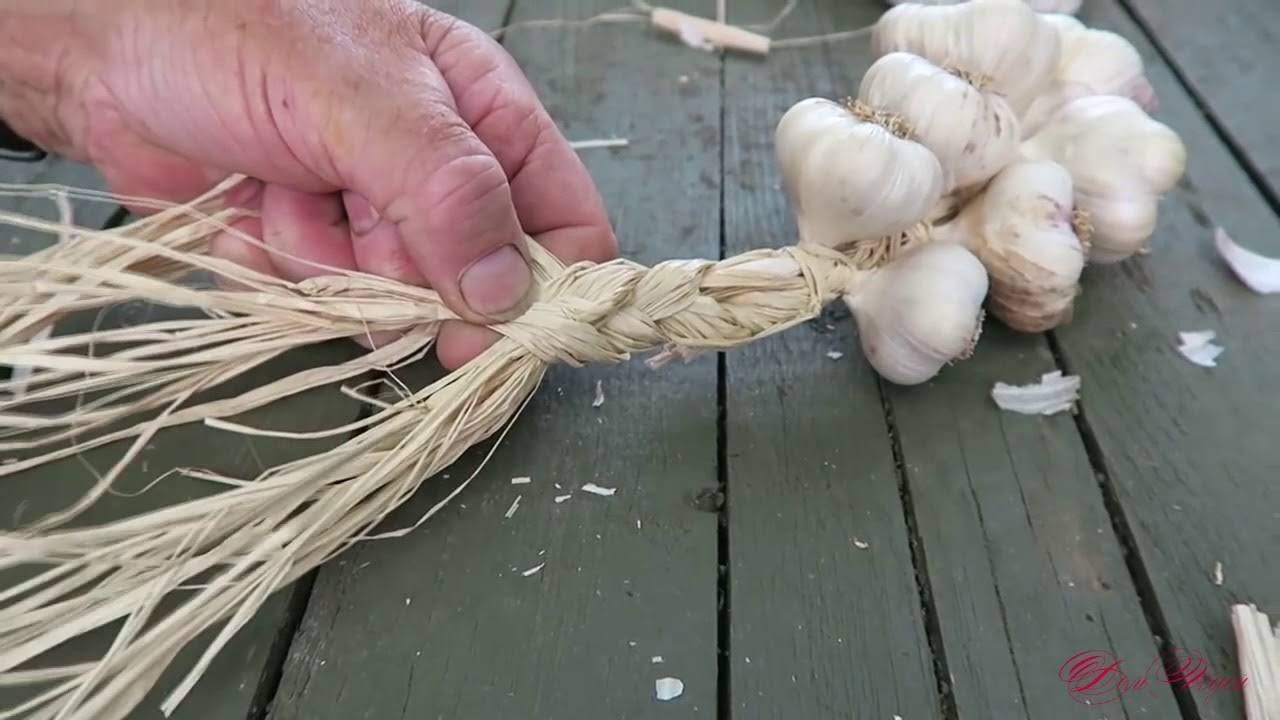 Как плести косы из лука для зимнего хранения: 3 способа