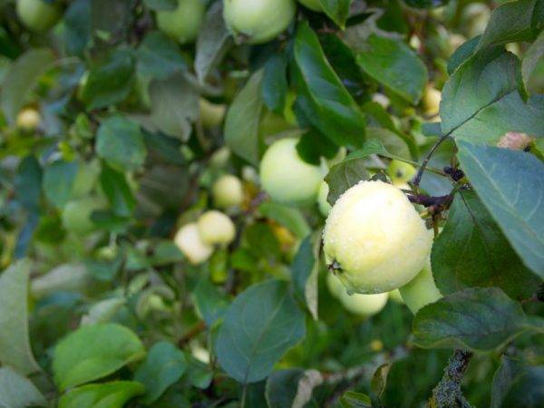 Подробное описание сорта яблок белый налив