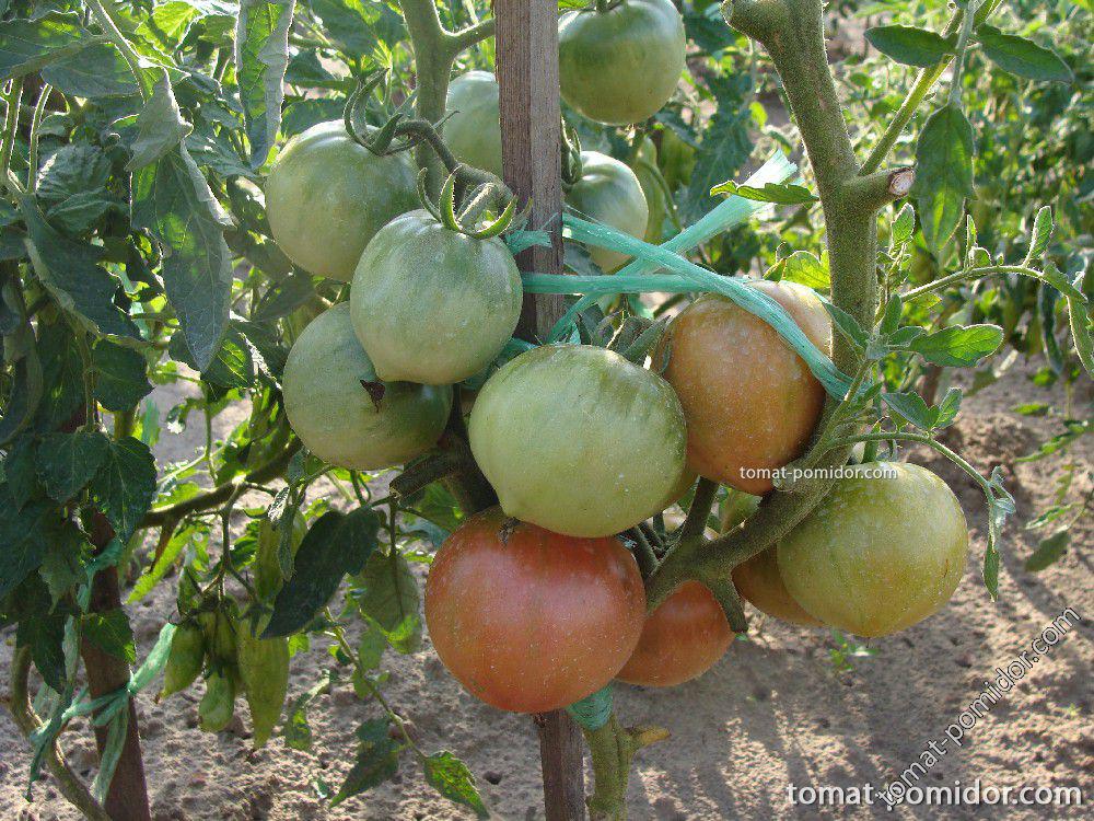 Крупноплодный гибрид с отличным иммунитетом — томат бакинские 622: подробное описание сорта