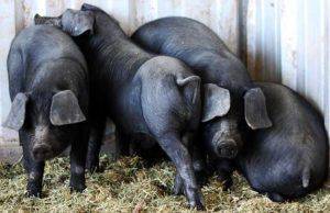 Описание пород свиней и критерии выбора для домашнего разведения