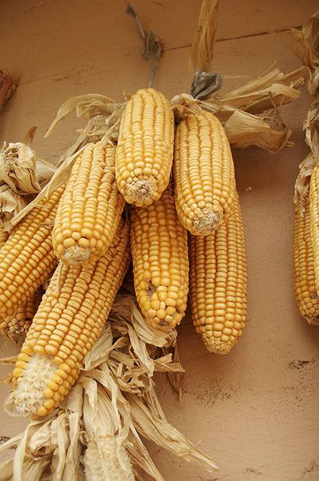Все о сортах кукурузы: от а, до я