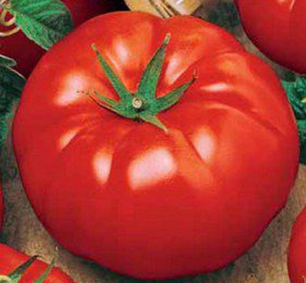 Сорт томат «биг биф» — характеристика и описание