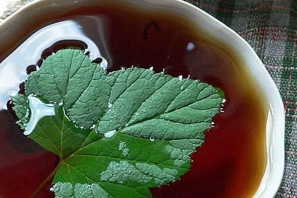 Когда собирать и как правильно сушить листья смородины на зиму для чая