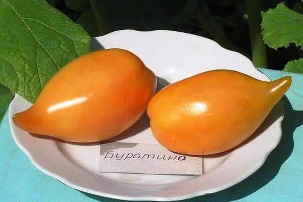 Описание сорта томата Буратино, его характеристика и урожайность