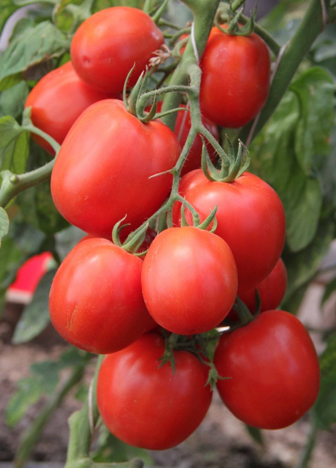 Царский томат на вашей грядке: описание, агротехника и отзывы о гибриде петр первый f1