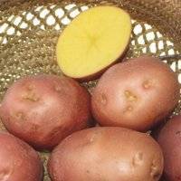 Сортовые особенности картофеля журавинка