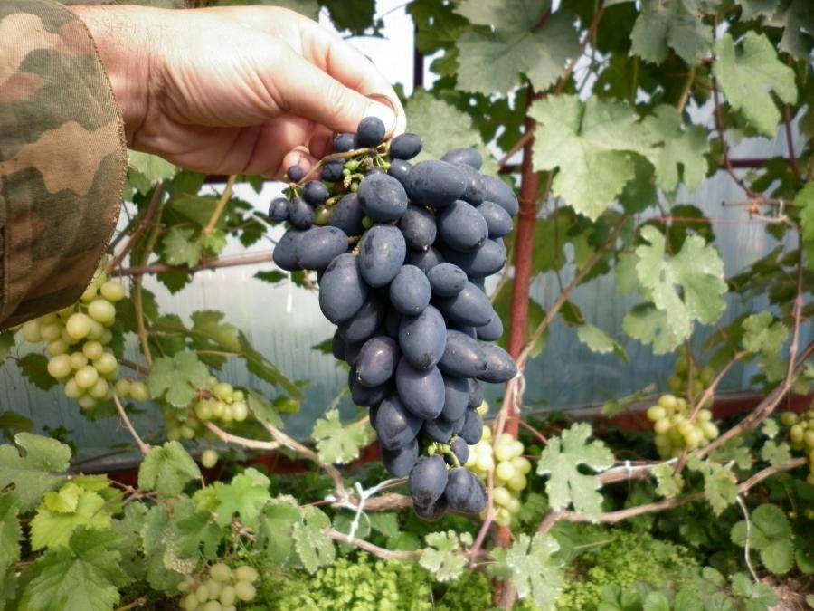 Сорт винограда ланселот – описание отзывы характеристики