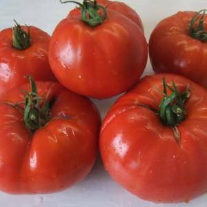 Огромные плоды с отменным вкусом — томат минусинский: описание сорта