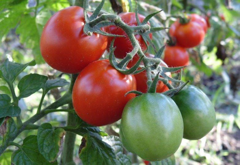 Описание крупноплодного сорта томата Сибирские шаньги