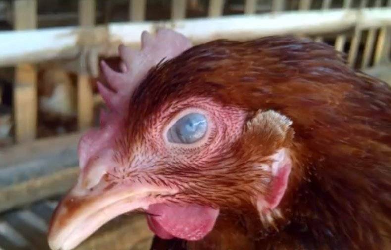 Симптомы птичьего гриппа у кур. признаки куриного гриппа