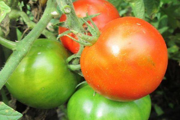 Помидоры толстый джек — детальное описание, способ выращивания и отзывы о томате