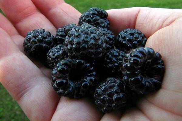 Чёрная малина: как вырастить сладкие ягоды цвета ночи? описание и особенности сортов с черными плодами