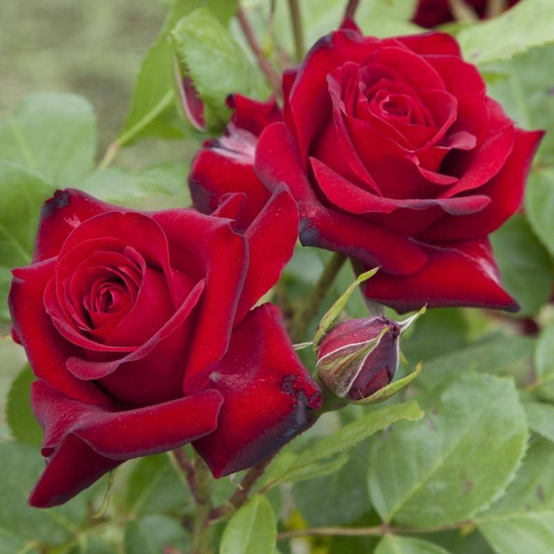 Плетистая роза «пьер де ронсар»: описание сорта, особенности посадки и ухода