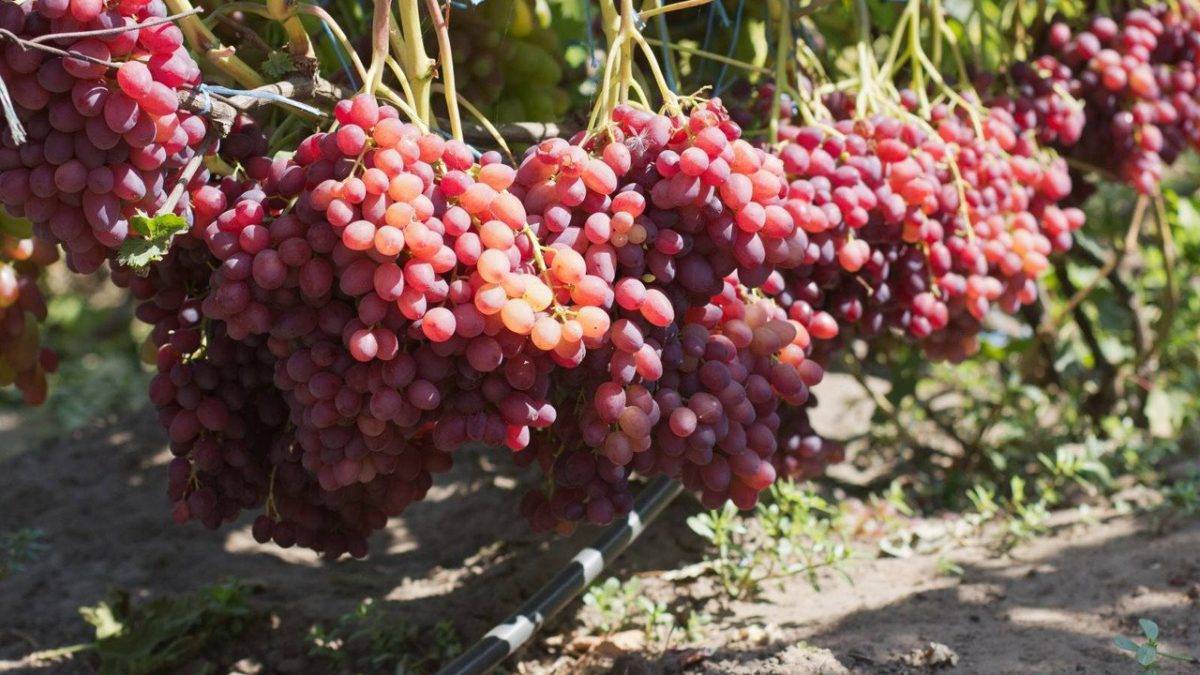 Морозоустойчивый виноград зилга: особенности выращивания