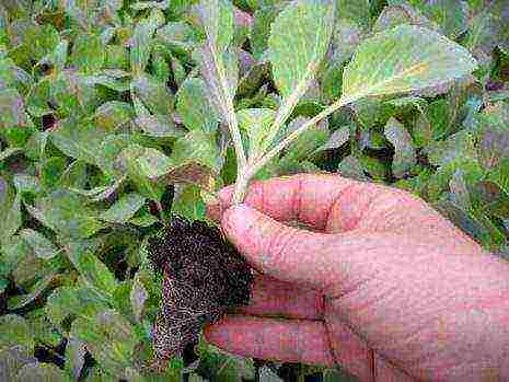 Выращивание рассады цветной капусты: сроки посадки и возможные проблемы