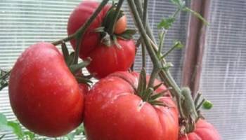 Томат атоль: характеристика и описание сорта, урожайность с фото
