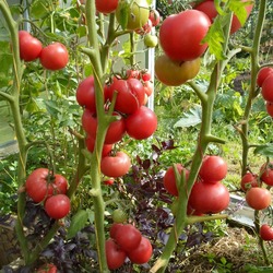 Раннеспелый томат мажор f1: детальное описание разновидности, агротехника, отзывы