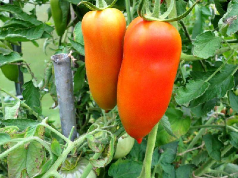 Высокорослый и богатый на урожай томат «чухлома»: выращиваем самостоятельно и наслаждаемся плодами