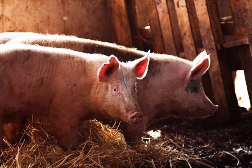 Как проходят роды у свиньи и какова роль человека в процессе опороса?