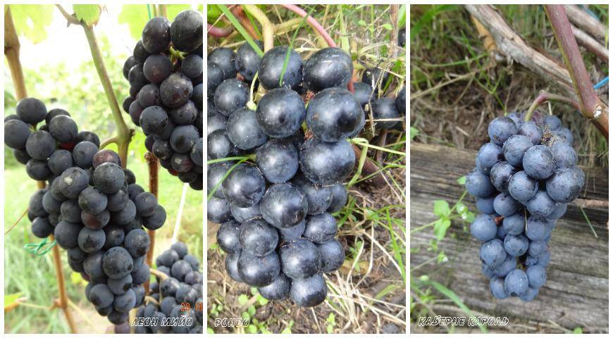 Виноград бажена: описание сорта и рекомендации по уходу
