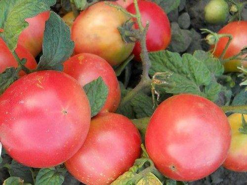 Что такое штамбовые томаты, описание сортов и выращивание