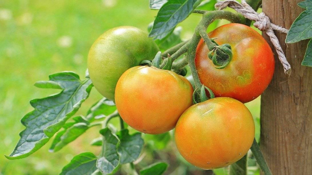 Благоприятное время посадки помидоров на рассаду в 2019 году
