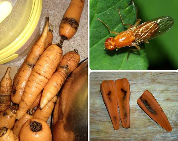 Способы борьбы с морковной мухой на грядках
