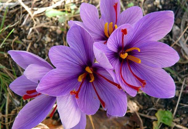 Весенний цветок крокус: описание сортов и условия для посадки