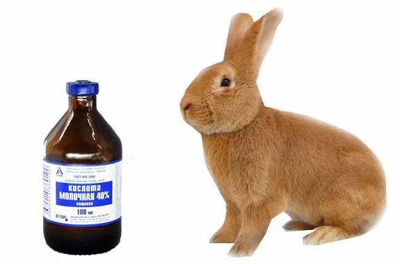 Как давать кроликам молочную кислоту