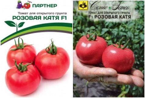 Лучший среди ранних гибридов – урожайный помидор катя f1