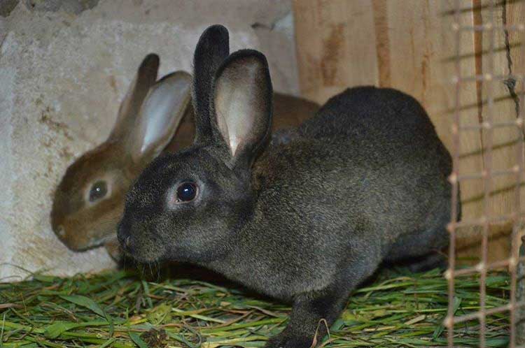 Кролик породы рекс: ценность меховых изделий