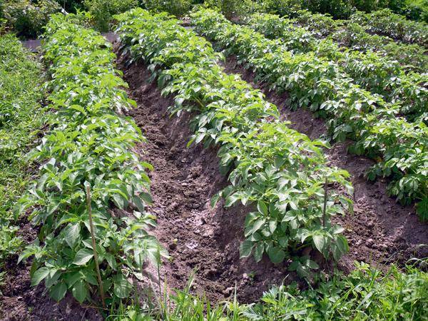 Посадка картофеля без ростков — будет ли он расти?