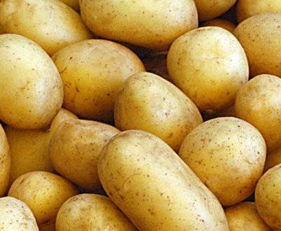 Сорт картофеля «колобок»: характеристики неприхотливого корнеплода